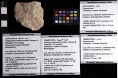 Foto (Objket + Etiketten) von Gastrosacus levocardiacus (Robins, Feldmann & Schweitzer, 2013) 